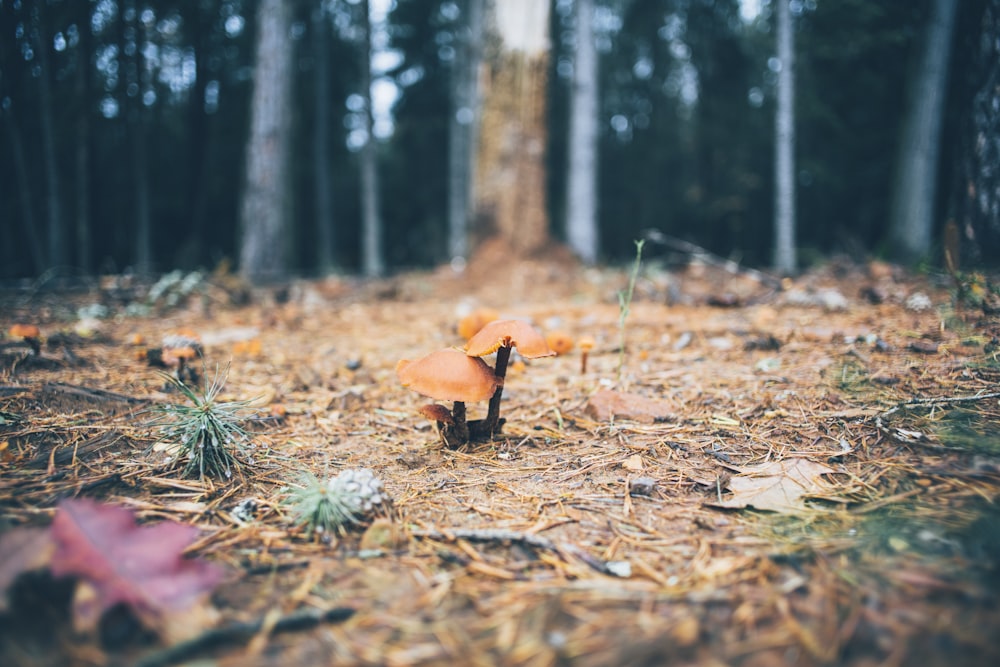 selective focus photography of brown mushroom