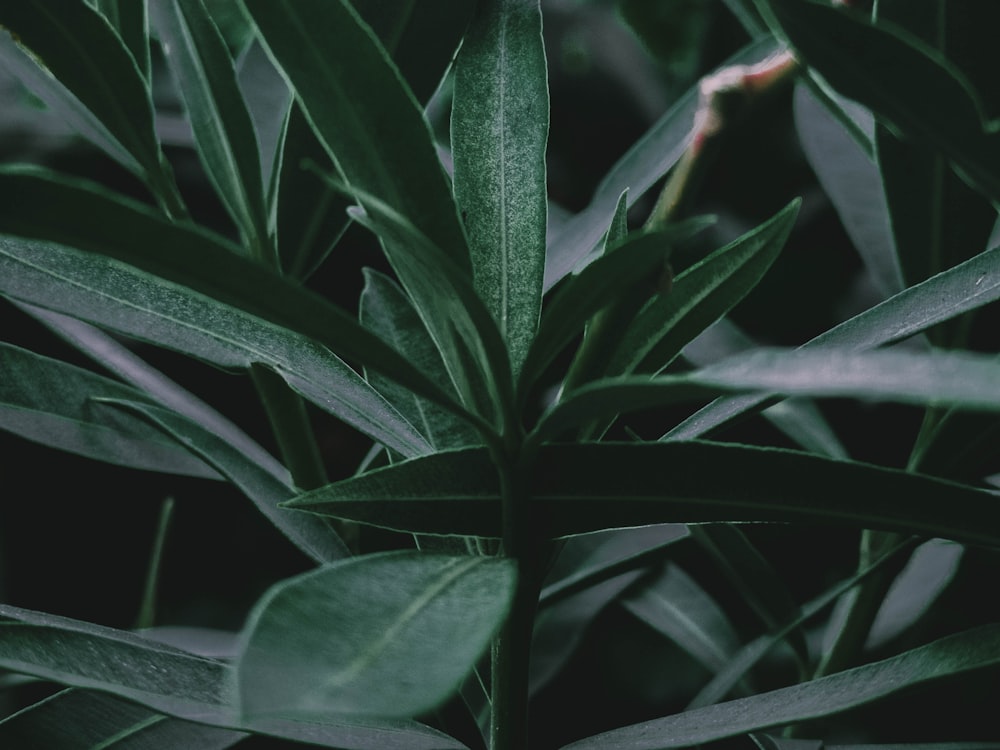 selective focus photography of green leafed plant