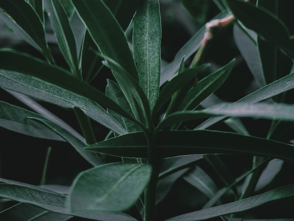 Photographie sélective de la plante à feuilles vertes