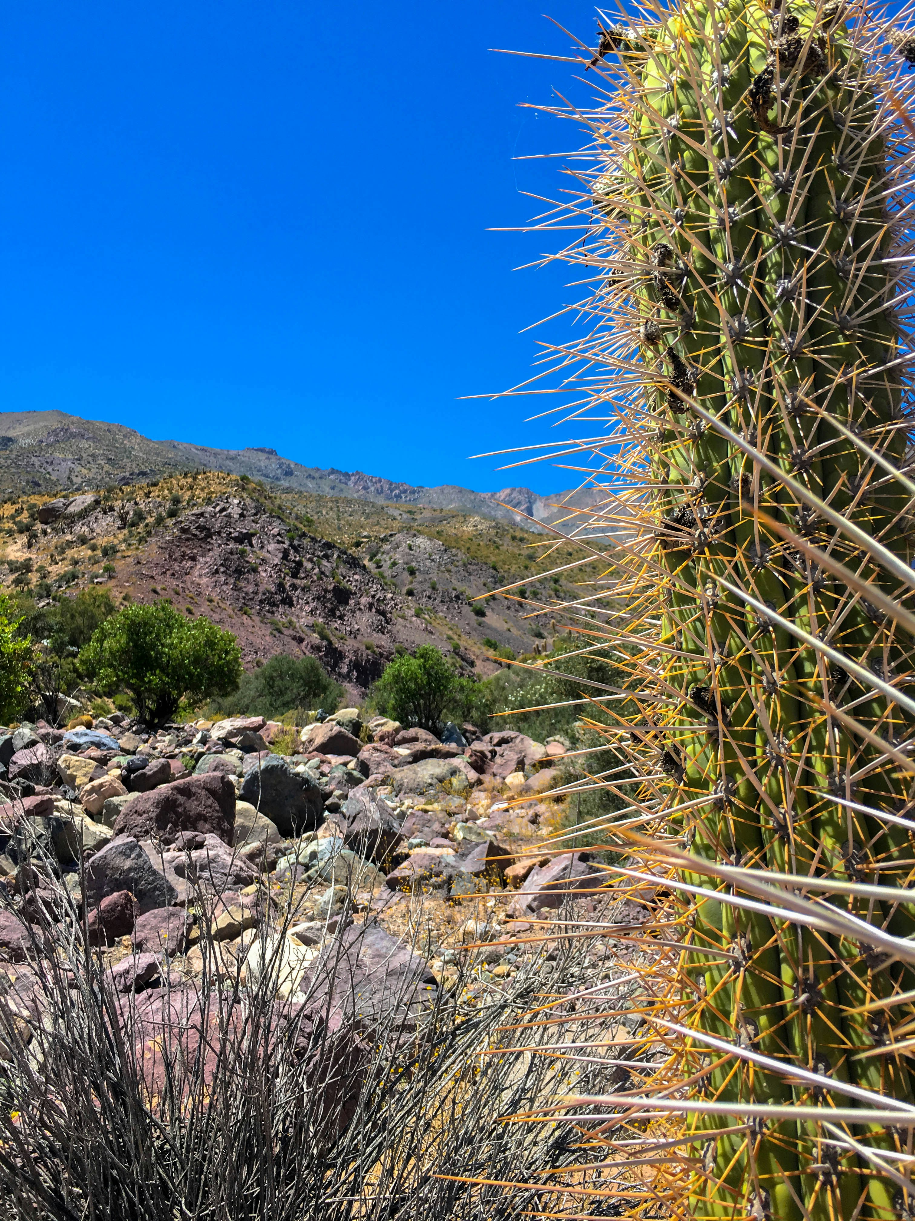 A spiny barrel cactus thriving in arid desert conditions - showcasing the resilience of cacti in harsh environments