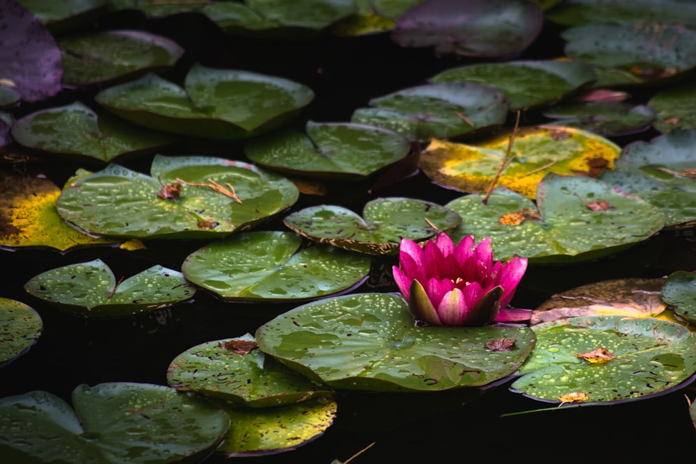 green lily pads on water