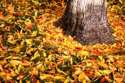 dried leaves on ground