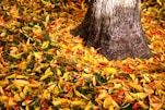 dried leaves on ground