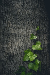 green vines on tree bark