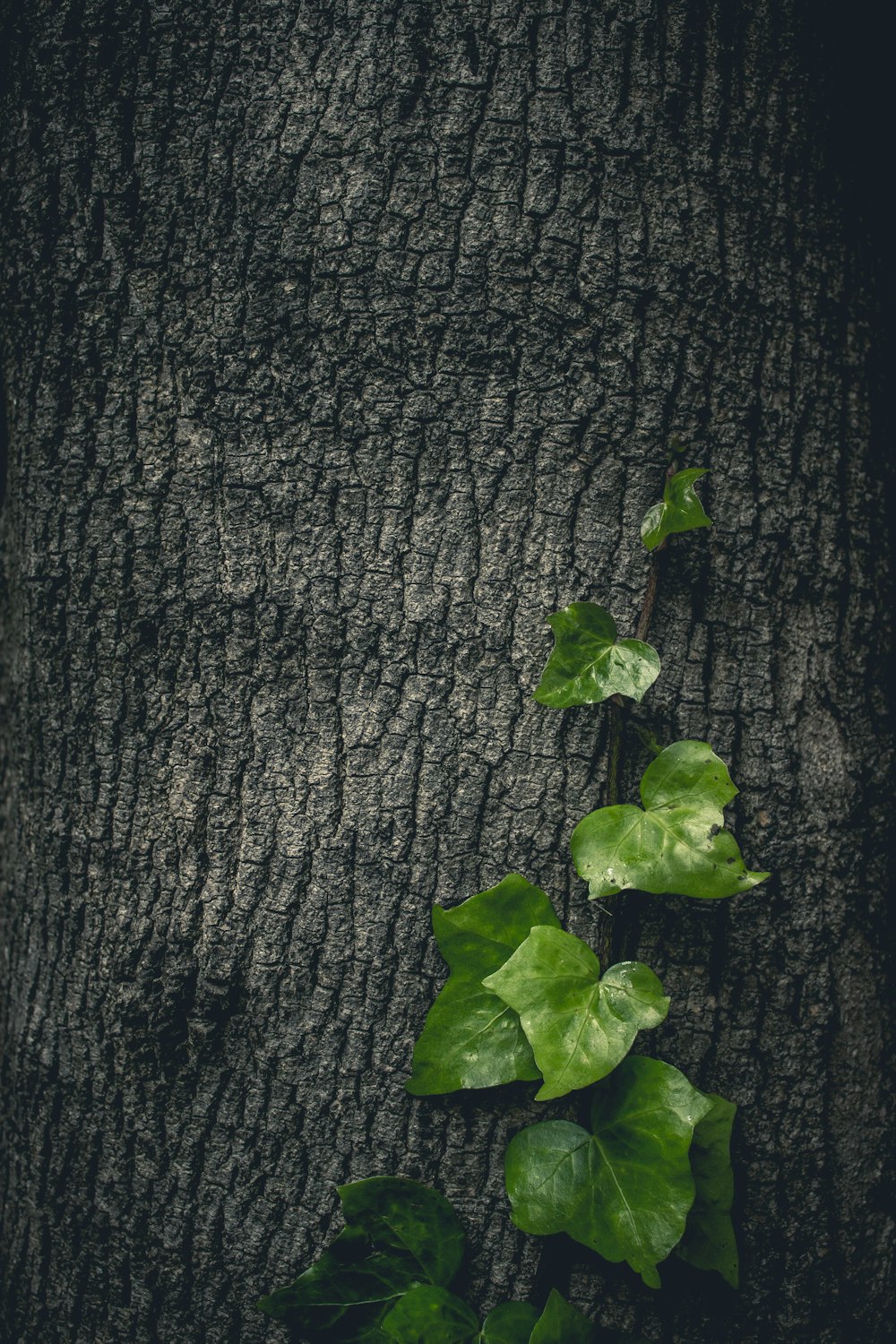 나무 껍질에 녹색 덩굴