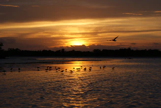 A sunset view over a restored wetland with birds flying in the sky.