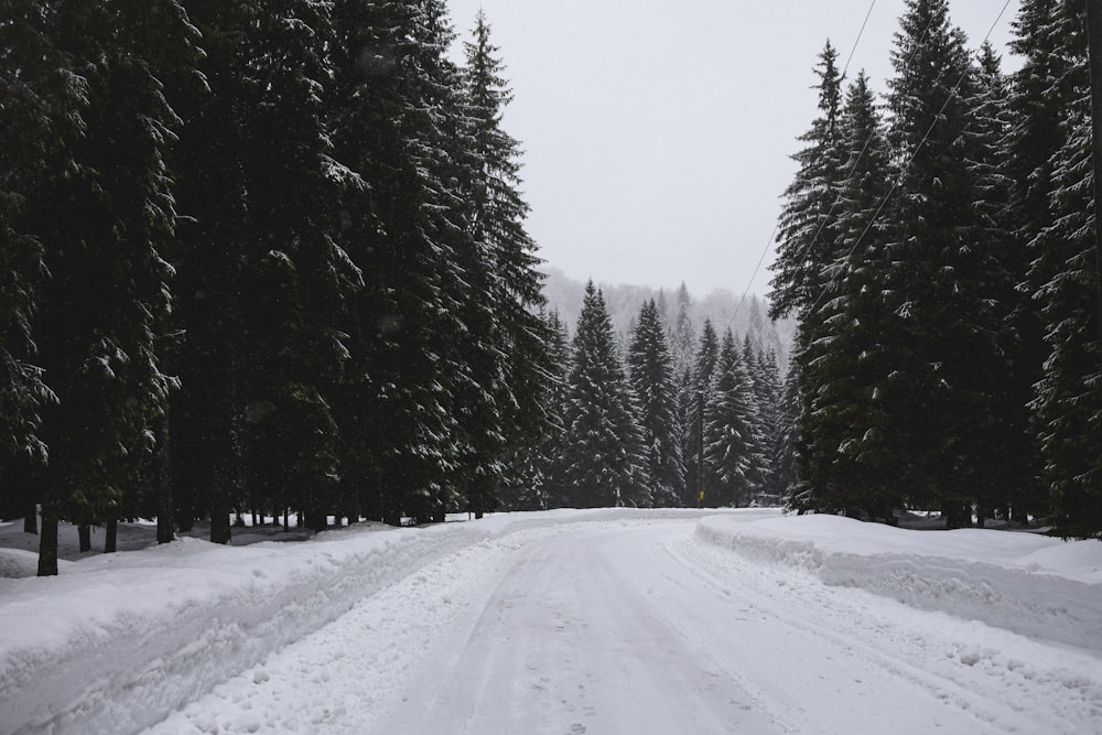 road with snow between trees