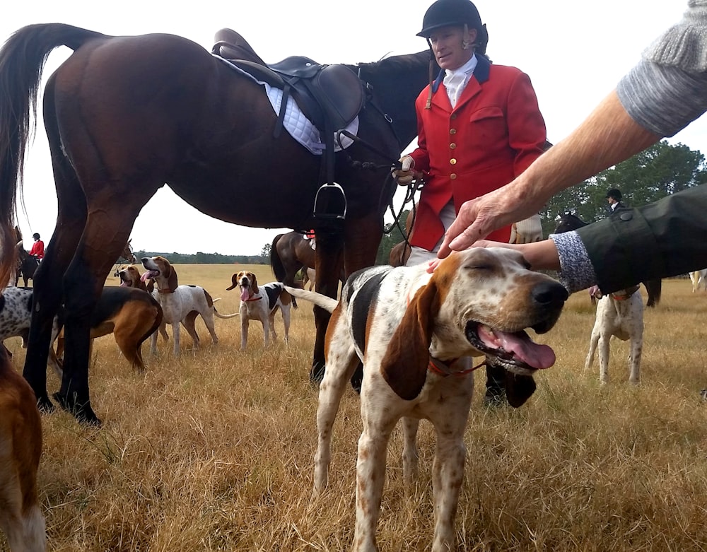 lots of dogs and horse with people during daytime