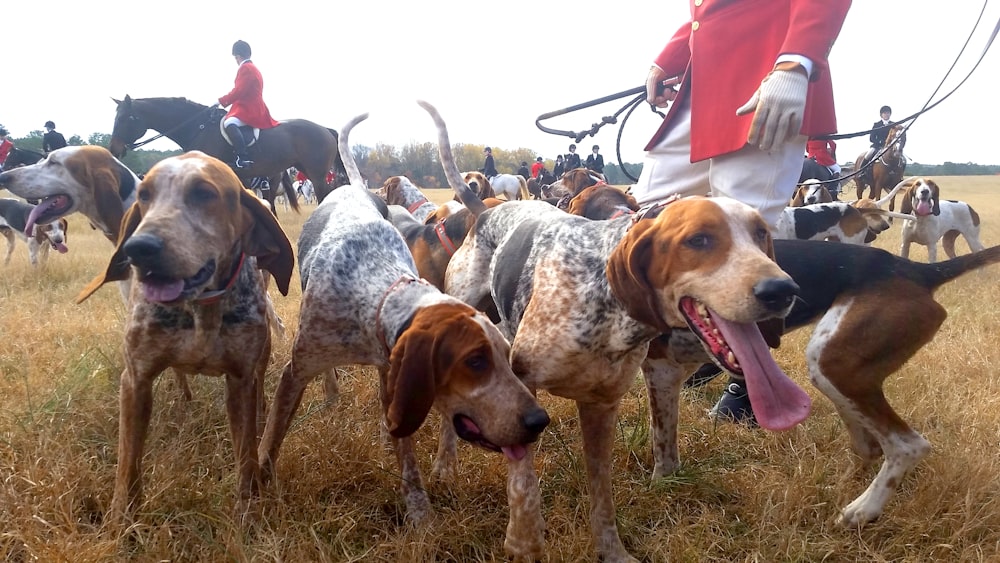 litter of dog on grass field