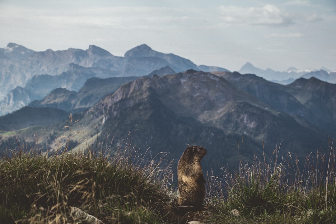 brown animal on green hill overviewing mountain range at daytime