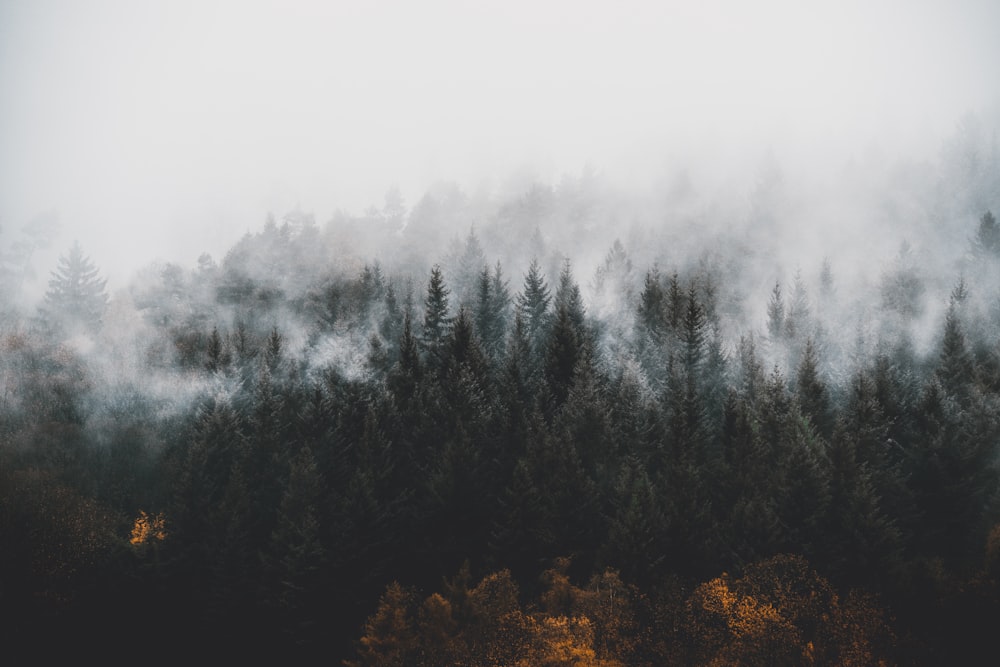 pine trees surrounded by fogs