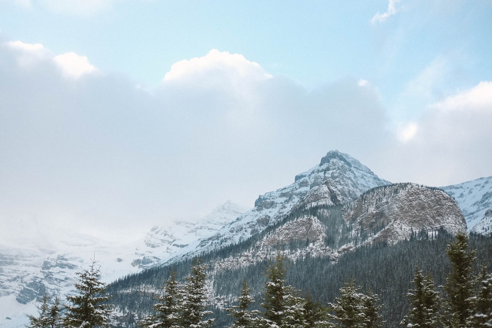 mountain surrounded with pine trees