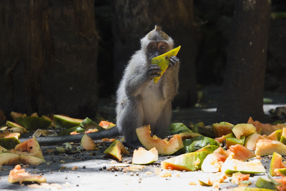 scimmia che mangia papaya