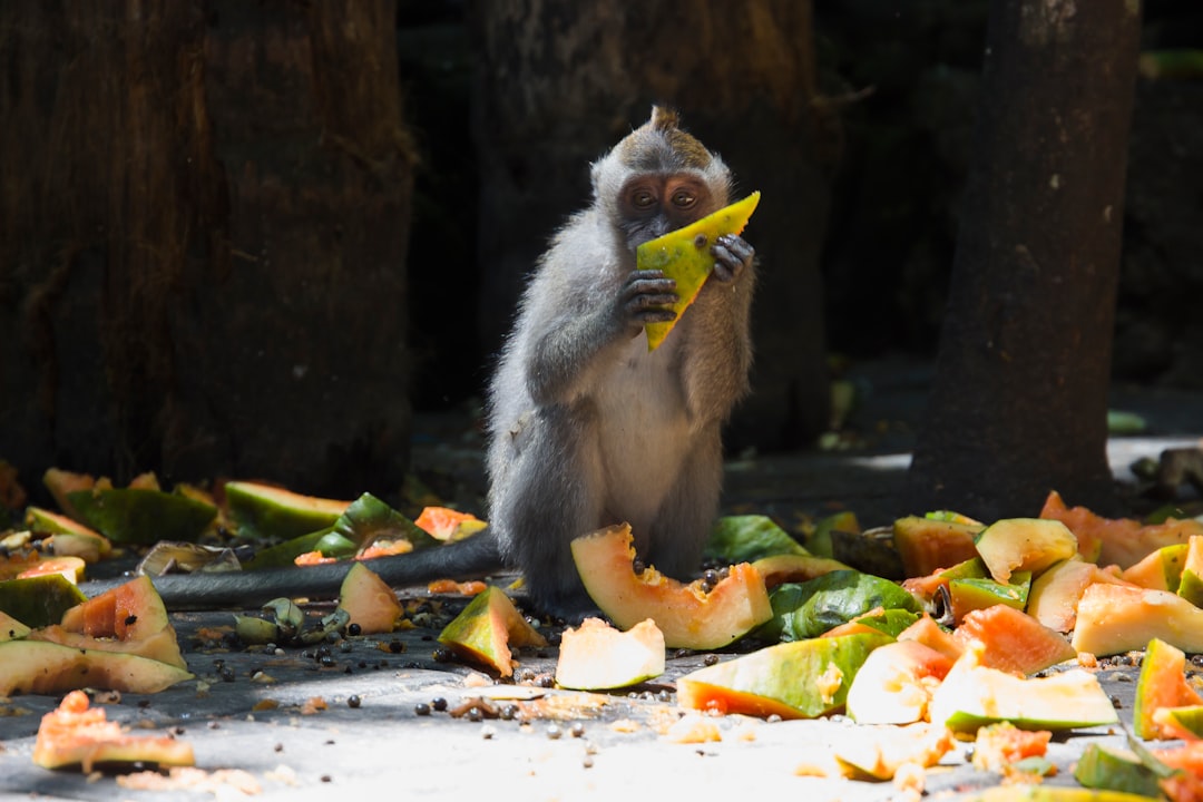 Travel Tips and Stories of Ubud in Indonesia