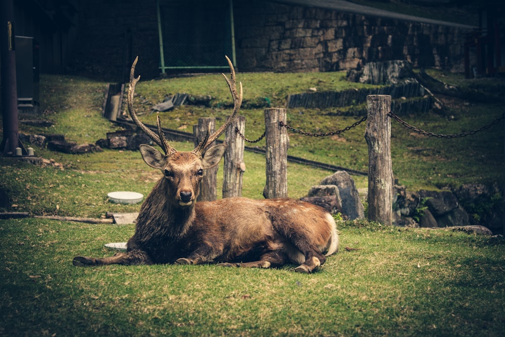 brown deer lying on ground