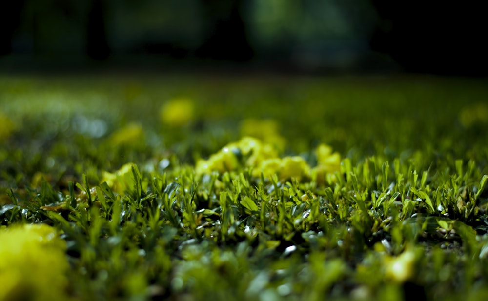 selective focus photography of green grass field