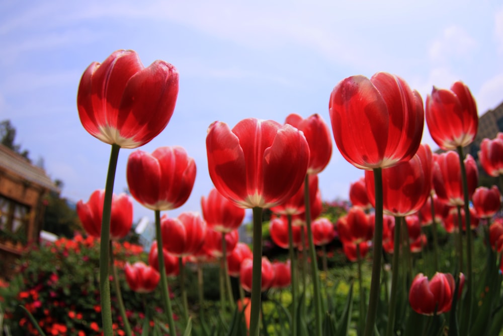 red tulips