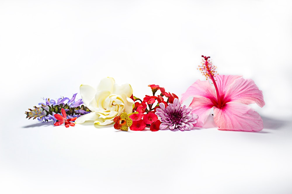 verschiedene Blumensorten mit weißer Oberfläche