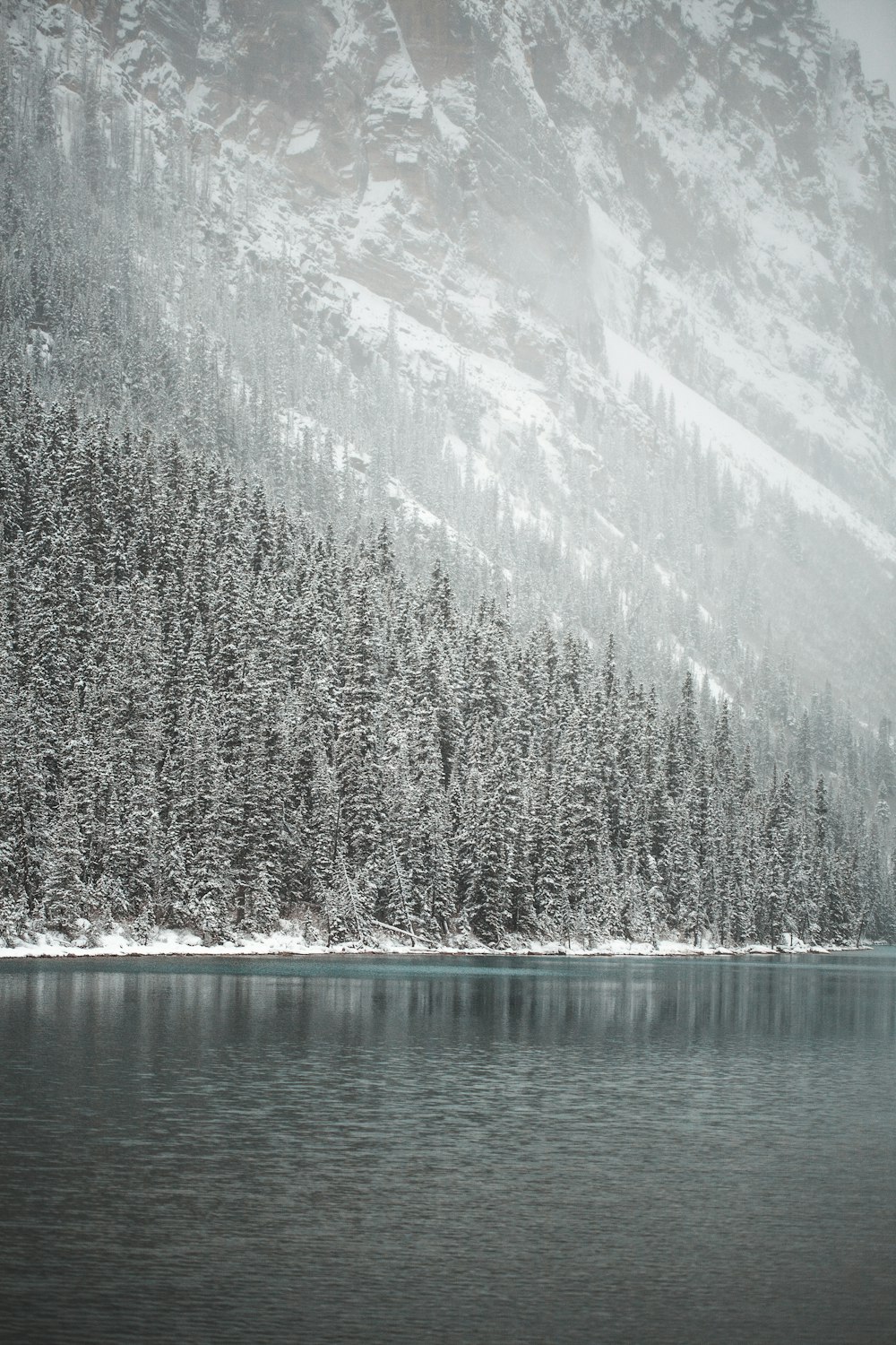 pine trees covered with snow