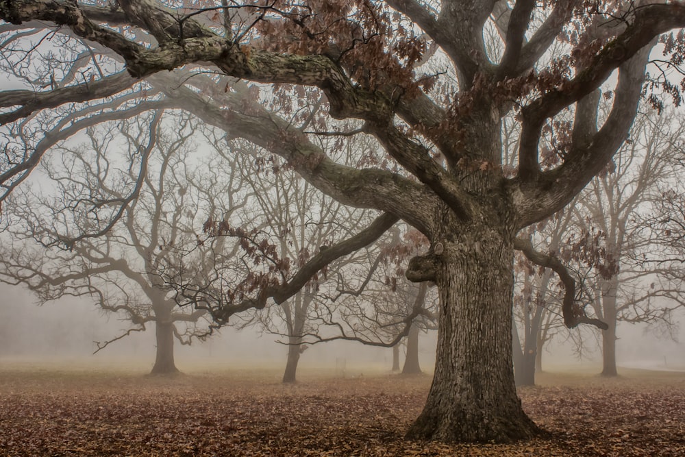 selective focus photography of old tree