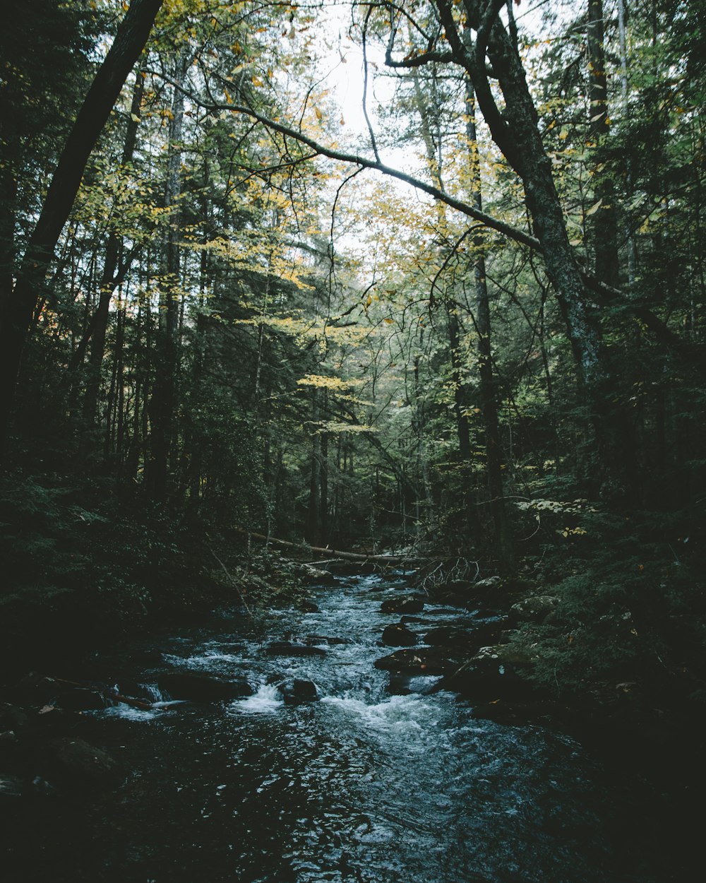 body of water between trees