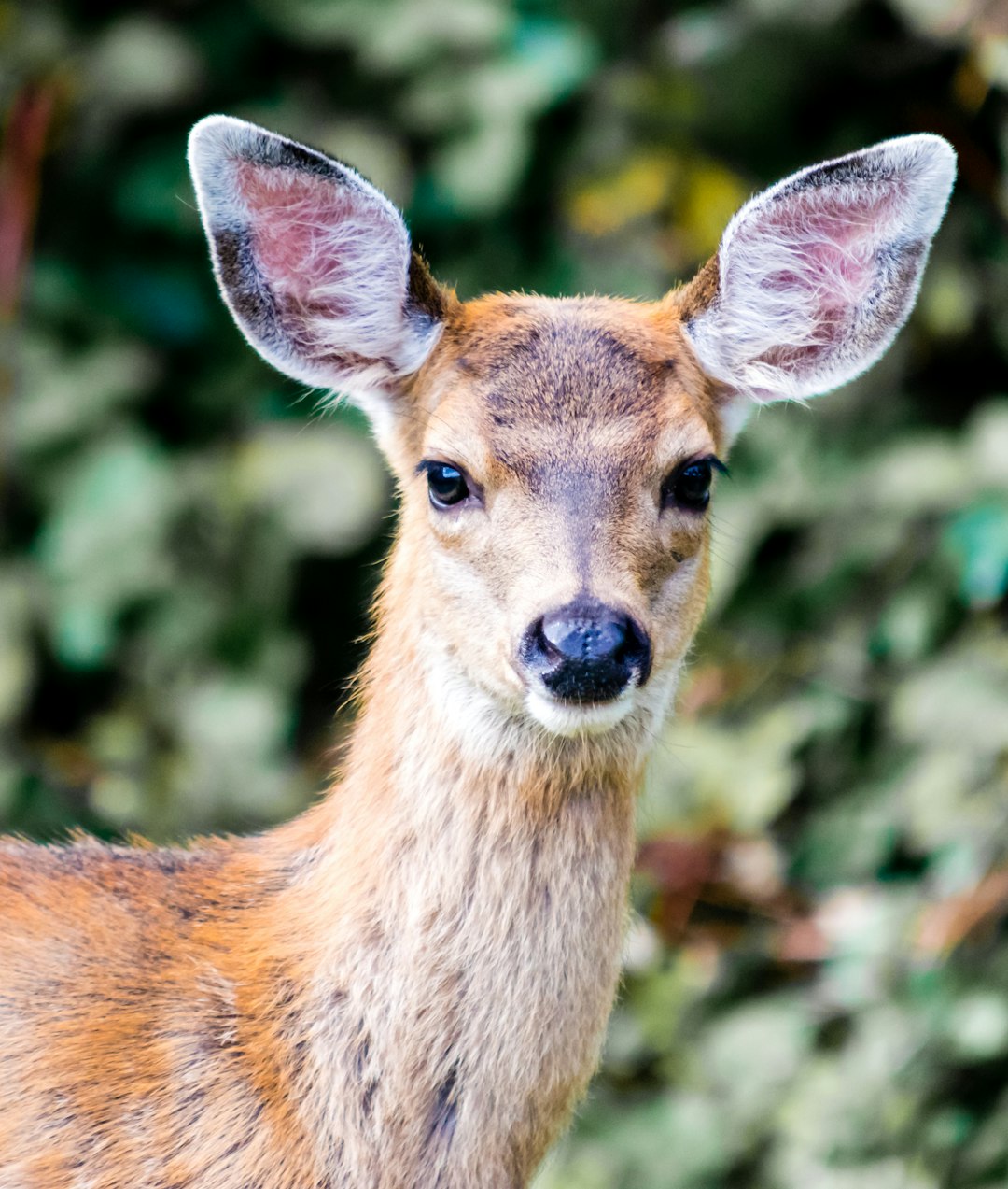 photo of Dunes City Wildlife near Heceta Head Lighthouse State Scenic Viewpoint