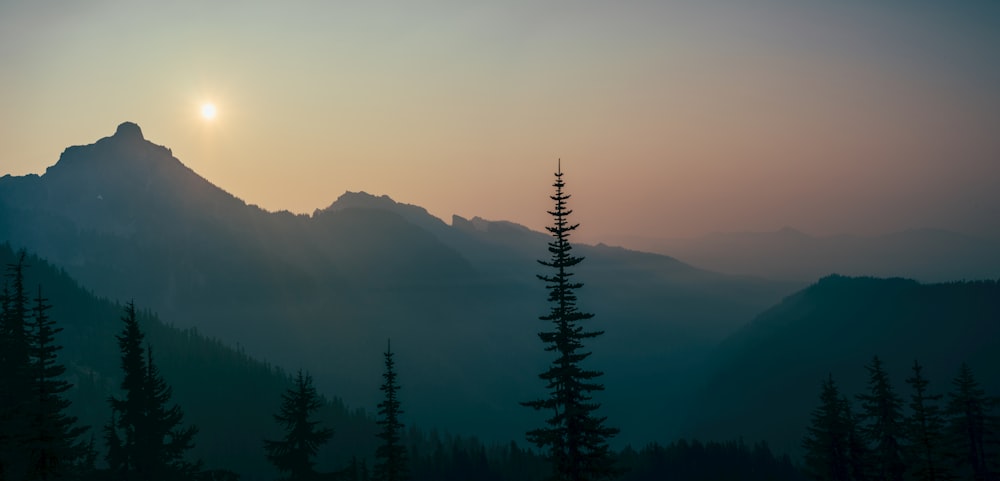 scenery of forest and mountain