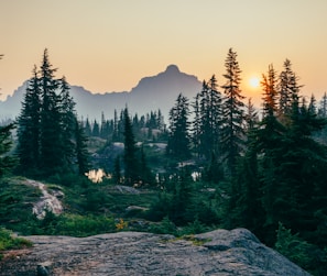 pine trees field near mountain under sunset