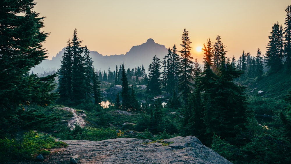 pine trees field near mountain under sunset