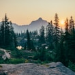 pine trees field near mountain under sunset