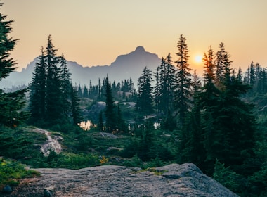 pine trees field near mountain under sunset