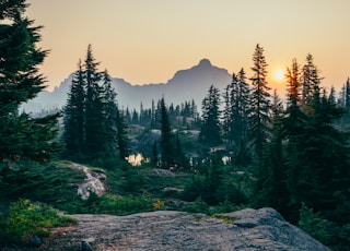 pine trees field near mountain under sunset