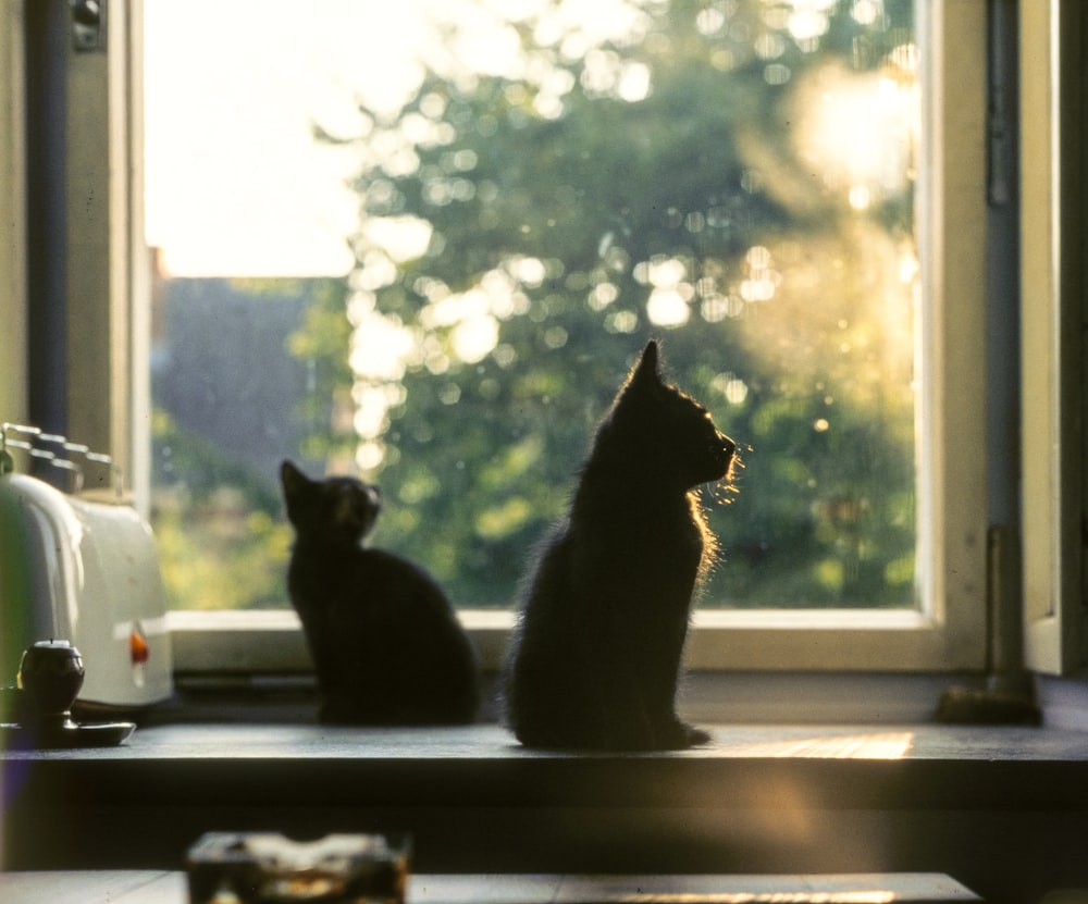 two cats on window