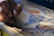 Close-up of hands creating traditional artwork with bright colors and patterns.