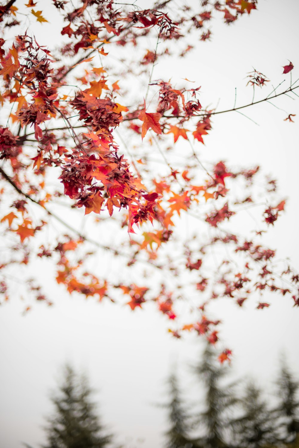 close shot of maple leaves