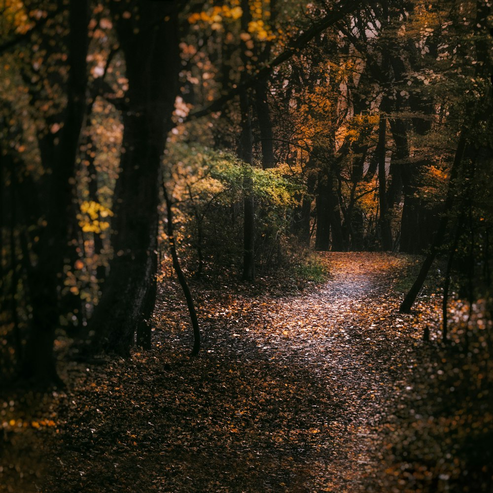 trail ahead