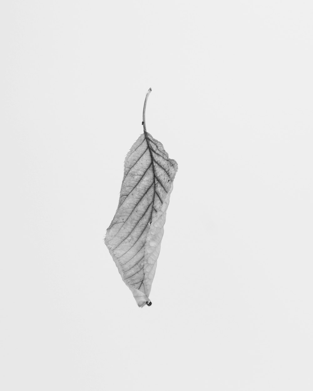 grayscale of leaf