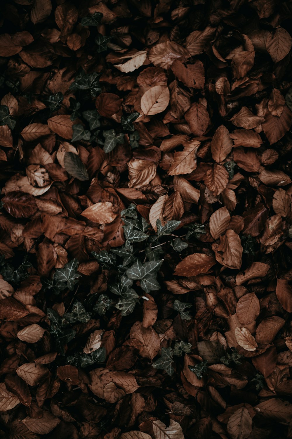 pile of dry leaves