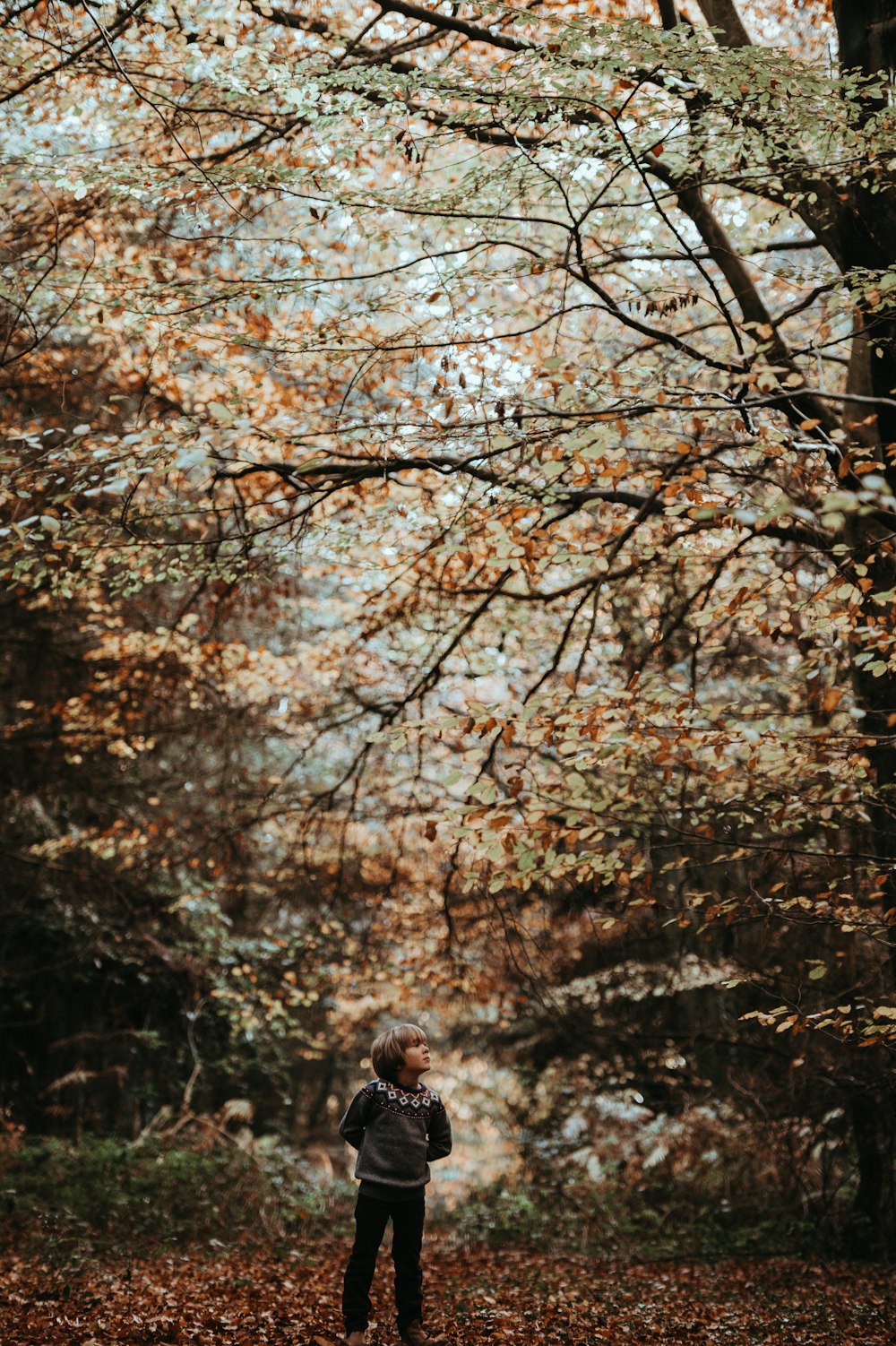 menino em pé sob a árvore de folhas de outono