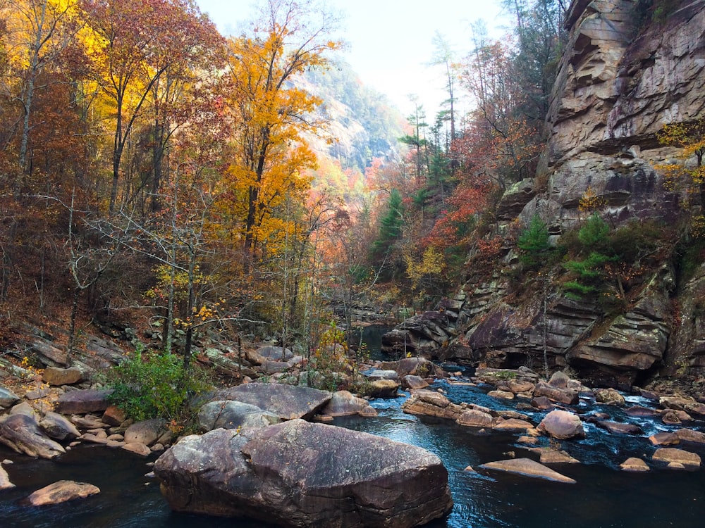 Foto di paesaggio del fiume circondato da alberi