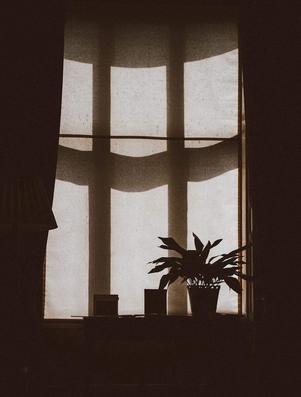 silhouette of plant on the window