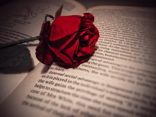 A single red rose lies atop an open book, with its pages filled with text in English. The lighting casts a warm, slightly dramatic shadow, emphasizing the rich, velvety texture of the rose petals.