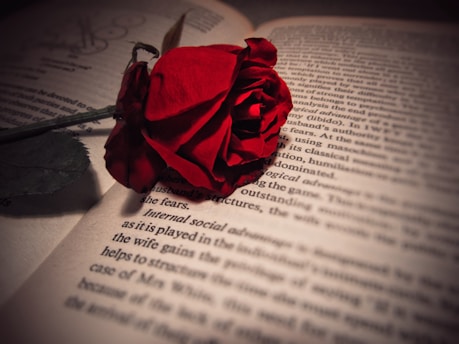 A single red rose lies atop an open book, with its pages filled with text in English. The lighting casts a warm, slightly dramatic shadow, emphasizing the rich, velvety texture of the rose petals.