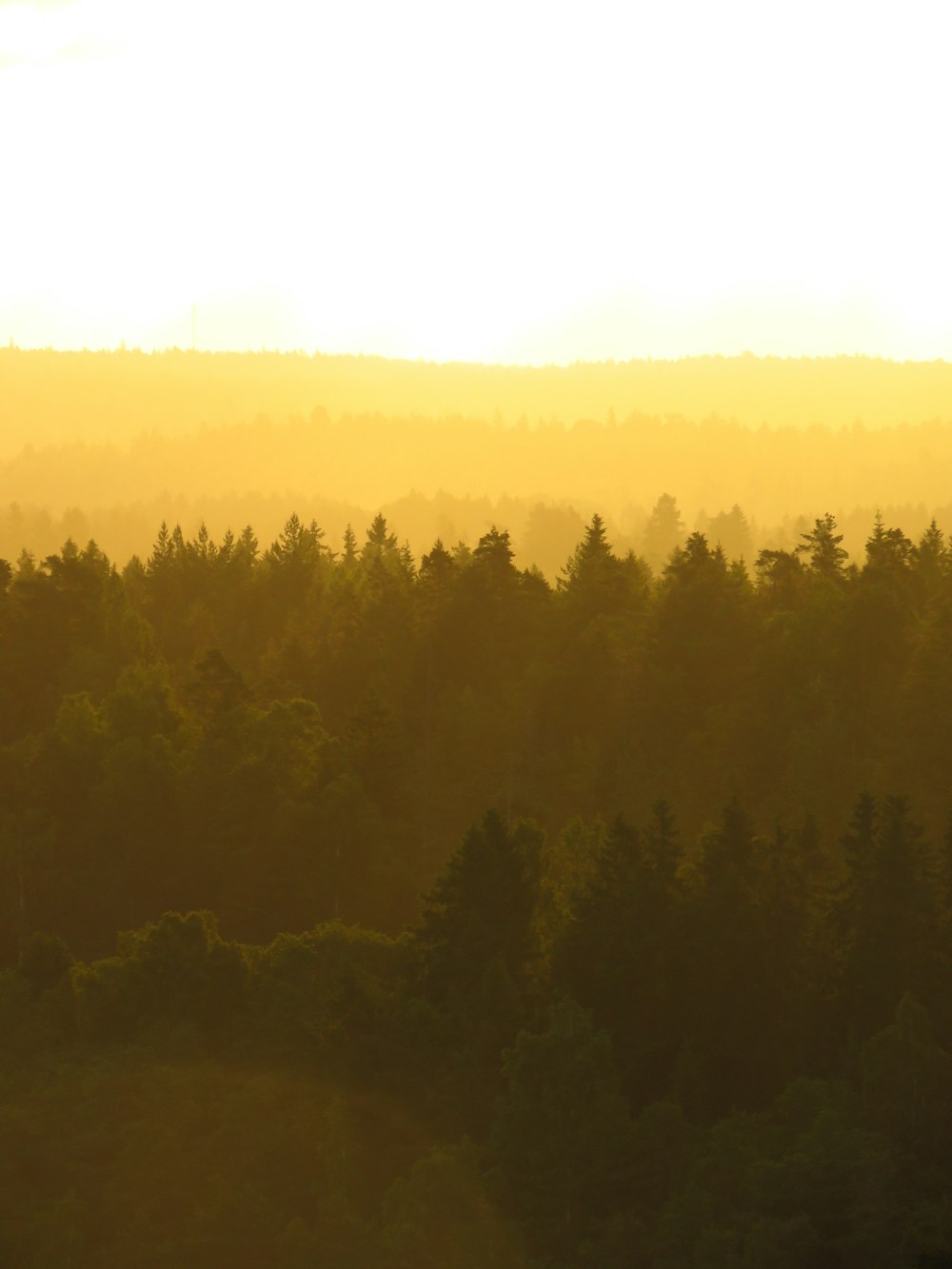 aerial photography of forest during day