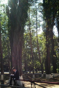A cheerful child reading a book under a tree with sunlight filtering through leaves.