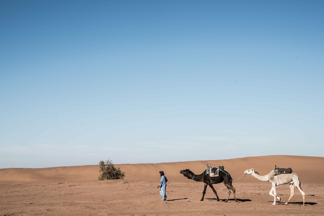 Desert Photography