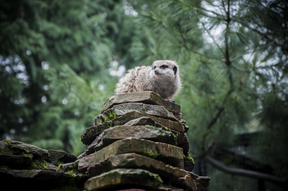 gray animal on top of rock formation