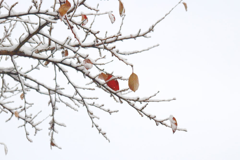 a tree branch with some leaves on it