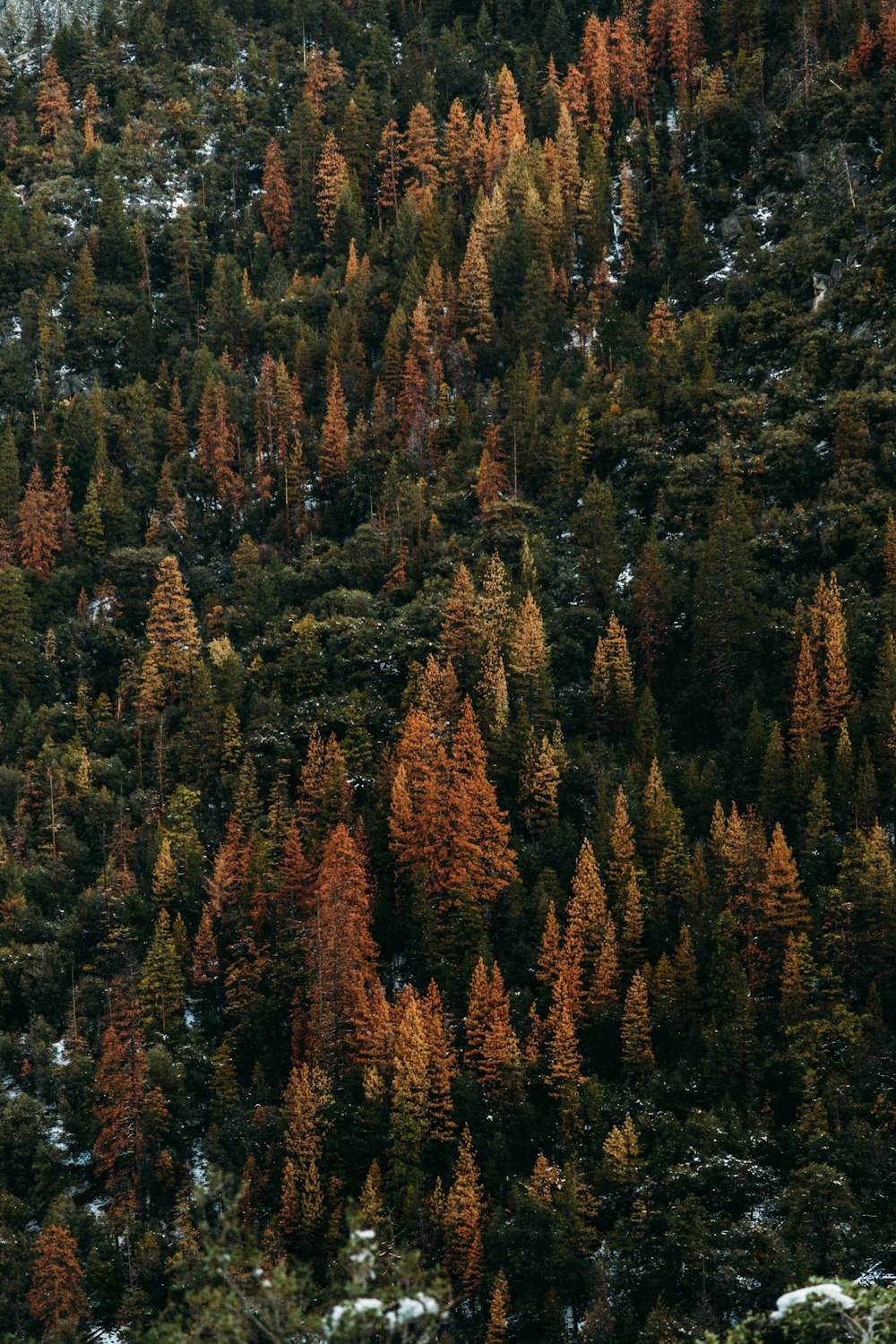 areal view of green pine trees