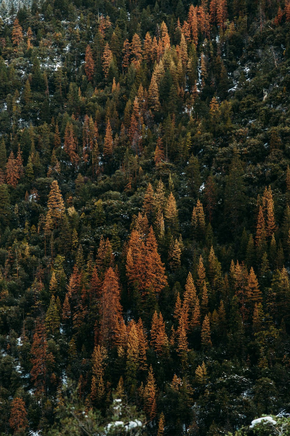 Vue aérienne de pins verts